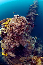 Soft corals growing at the base of the forward mast on the Japanese merchant vessel 'Kasi Maru' Bairoko Harbour, Solomon Islands, November 2009