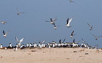Lesser Crested Tern (Thalasseus bengalensis) Karan Island, Arabian Gulf.
