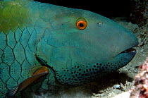 Bicolour parrotfish (Hipposcarus harid) sleeping at night, Red Sea.