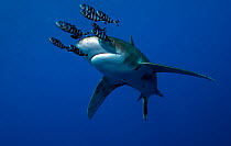 Oceanic white-tip shark (Carcharhinus longimanus)  accompanied by Pilot Fish (Naucrates ductor) Red Sea