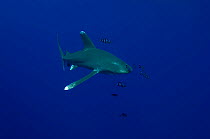 Oceanic white-tip shark (Carcharhinus longimanus)  accompanied by Pilot Fish (Naucrates ductor) Red Sea