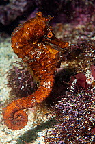Pacific Seahorse (Hippocampus ingens) Galapagos.