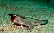 Red-lipped batfish (Ogcocephalus darwini) Galapagos.