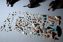 Particulates of plastic debris fed to Fleshfoot Shearwater (Puffinus carneipes) chicks by parent bird. These pieces taken from one dead chick, Lord Howe Island. Australia, April 2012