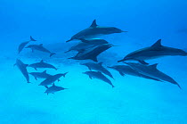 Spinner dolphins (Stenella longirostris) small pod within Midway atoll with two dolphins mating. Midway, Pacific.