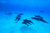 Spinner dolphins (Stenella longirostris) small pod within Midway atoll, Midway, Pacific.