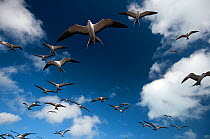 Sooty Terns (Onychoprion fuscata) flock in flight, Midway Island. Central Pacific.