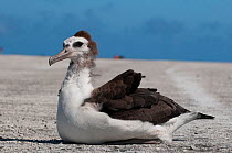 Laysan Albatross (Phoebastria immutabilis)  fledged juvenile albatross ready to fly, Midway Island. Central Pacific.
