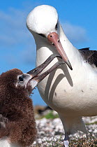 Laysan Albatross (Phoebastria immutabilis) parent bird feeding juvenile. Midway Island. Central Pacific