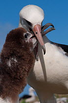 Laysan Albatross (Phoebastria immutabilis) parent bird feeding juvenile. Midway Island. Central Pacific.