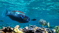 Hawaiian Parrot fish (Chlorurus perspiicillatus) male on fringing reef of atoll, Midway Island, Central Pacific