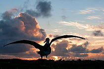Laysan Albatross (Phoebastria immutabilis) fully fledged albatross about to fly. Midway Island. Central Pacific.