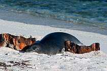 Hawaiian Monk Seal (Monachus schauinslandi) sleeping juvenile, Midway Island, Central Pacific.