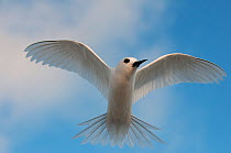 White Tern (Gygis alba) Midway Island, Central Pacific