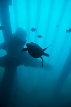 Green Turtle (Chelonia mydas) under the loading pier on Midway island. Central Pacific.