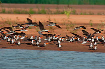 Flock of African Skimmers (Rynchops flavirostris) on the banks of the Sanaga River, Douala-Edea Reserve, Cameroon. Photograph taken on location for BBC Africa series, May 2010.