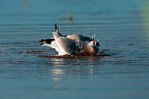 Grey Pratincole (Glareola cinerea) bathing. Douala-Edea Reserve, Cameroon. Photograph taken on location for BBC Africa series, May 2010.
