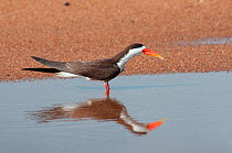 African Skimmer (Rynchops flavirostris) reflected in water, Douala-Edea Reserve, Cameroon. Photograph taken on location for BBC Africa series, May 2010.