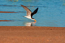 African Skimmer (Rynchops flavirostris) skimming for fish on the Sanaga River, Douala-Edea Reserve, Cameroon. Photograph taken on location for BBC Africa series, May 2010