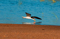African Skimmer (Rynchops flavirostris) skimming for fish on the Sanaga River, Douala-Edea Reserve, Cameroon. Photograph taken on location for BBC Africa series, May 2010