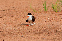 African Skimmer (Rynchops flavirostris) with young chick, Douala-Edea Reserve, Cameroon. Photograph taken on location for BBC Africa series, May 2010