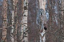 Great Grey Owl (Strix nebulosa) perched on branch, Tornio, Finland. Photograph taken on location for BBC Frozen Planet series, March 2009