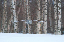 Great Grey Owl (Strix nebulosa) in flight over snow with birch forest behind, Tornio, Finland. Photograph taken on location for BBC Frozen Planet series, March 2009