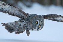 Great Grey Owl (Strix nebulosa) close up in flight low over snow, Tornio, Finland. Photograph taken on location for BBC Frozen Planet series, March 2009