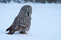 Great Grey Owl (Strix nebulosa) on snow, Tornio, Finland. Photograph taken on location for BBC Frozen Planet series, March 2009
