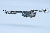 Great Grey Owl (Strix nebulosa) in flight low over snow, Tornio, Finland. Photograph taken on location for BBC Frozen Planet series, March 2009