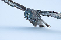 Great Grey Owl (Strix nebulosa) in flight low over snow, Tornio, Finland. Photograph taken on location for BBC Frozen Planet series, March 2009
