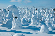 Trees covered in snow, Kuntivaara, Finland. Photograph taken on location for BBC Frozen Planet series, March 2010