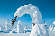 Conifer tree bent under the weight of snow, Kuntivaara, Finland. Photograph taken on location for BBC Frozen Planet series, March 2010