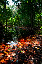 Flooded forest, Loango National Park, Gabon. Photograph taken on location for BBC 'Africa' series, January 2011.