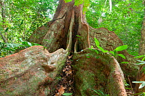 Buttress roots of rainforest tree, Loango National Park, Gabon.~Photograph taken on location for BBC 'Africa' series, January 2011.