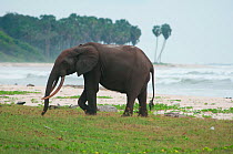 Forest Elephant (Loxodonta cyclotis) near the beach, Loango National Park, Gabon. Photograph taken on location for BBC 'Africa' series, January 2011.
