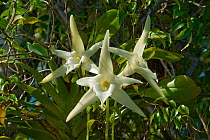 Darwin's Orchid (Angraecum sesquipedale)  species which is pollinated by a long-tongued moth, from Ambila, Madagascar. Photograph taken on location for BBC 'Wild Madagascar' Series, August 2009.