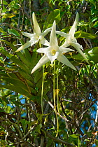 Darwin's Orchid (Angraecum sesquipedale)  species which is pollinated by a long-tongued moth, from Ambila, Madagascar.~Photograph taken on location for BBC 'Wild Madagascar' Series, August 2009.