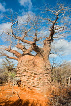 Baobab tree (Adansonia rubrostipa) in Tsimanampetsotsa National Park, Madagascar.  Photograph taken on location for BBC 'Wild Madagascar' Series, August 2009.
