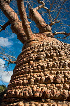 Baobab tree (Adansonia rubrostipa)  Tsimanampetsotsa National Park, Madagascar.~~Photograph taken on location for BBC 'Wild Madagascar' Series, August 2009.