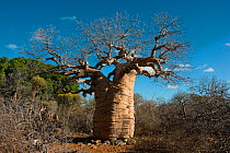 Baobab tree (Adansonia rubrostipa) in Tsimanampetsotsa National Park, Madagascar.  Photograph taken on location for BBC 'Wild Madagascar' Series, August 2009.