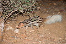 Grandidier's Mongoose (Galidictis grandidieri)  Tsimanampetsotsa National Park, Madagascar. Endangered species. Photograph taken on location for BBC 'Wild Madagascar' Series, September 2009.