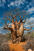 Baobab tree (Adansonia za) in Tsimanampetsotsa National Park, Madagascar. Photograph taken on location for BBC 'Wild Madagascar' Series, September 2009.
