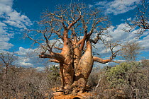 Baobab tree (Adansonia za) in Tsimanampetsotsa National Park, Madagascar. Photograph taken on location for BBC 'Wild Madagascar' Series, September 2009.