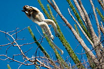 Verreaux's Sifaka (Propithecus verreauxi) leaping between trees in Spiny Forest, with Madagascar ocotillo (Alluadudia procera) Ifotaka, Madagascar. Photograph taken on location for BBC 'Wild Madagasc...