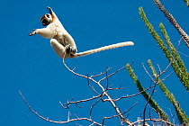 Verreaux's Sifaka (Propithecus verreauxi) leaping between trees in Spiny Forest, with Madagascar ocotillo (Alluadudia procera) Ifotaka, Madagascar. Photograph taken on location for BBC 'Wild Madagasc...