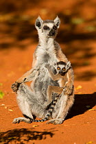 Ring-tailed Lemur (Lemur catta) mother and baby  Berenty, Madagascar. Photograph taken on location for BBC 'Wild Madagascar' Series, September 2009.
