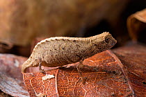 Nosy Be Pygmy Leaf Chameleon (Brookesia minima) female, the world's second smallest reptile species, ~Nosy Be, Madagascar.~Photograph taken on location for BBC 'Wild Madagascar' Series, January 2010