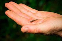 Nosy Be Pygmy Leaf Chameleon (Brookesia minima) male, the world's second smallest reptile on hand. Nosy Be, Madagascar. Photograph taken on location for BBC 'Wild Madagascar' Series, January 2010
