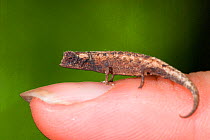 Nosy Be Pygmy Leaf Chameleon (Brookesia minima) male, the world's second smallest reptile on finger. Nosy Be, Madagascar. Photograph taken on location for BBC 'Wild Madagascar' Series, January 2010